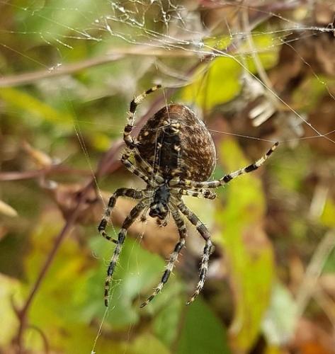 Araneus diadematus